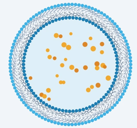 The liposome