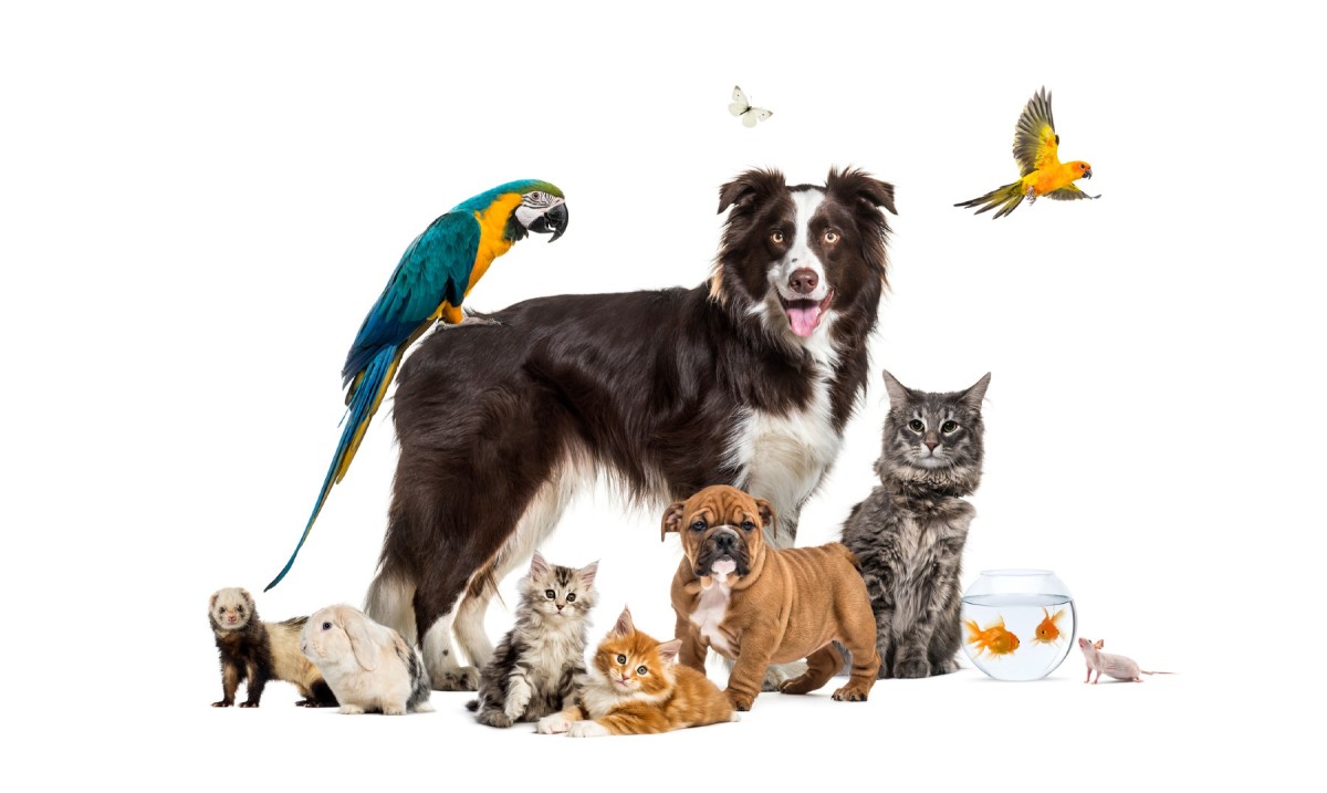 Companion pets including dogs and cats together