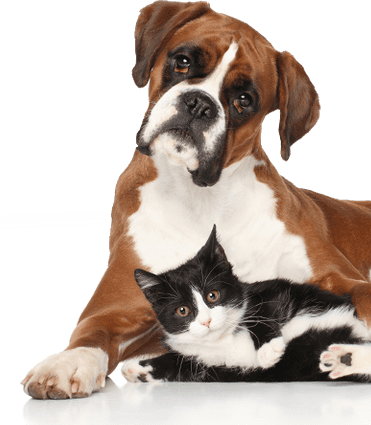 A companion dog resting beside a cat